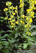 Verbascum phlomoides